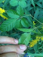 Chrysomelidae