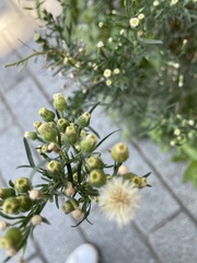 Erigeron