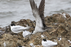 Onychoprion fuscatus