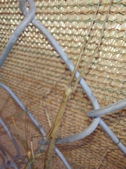 Diapheromera femorata