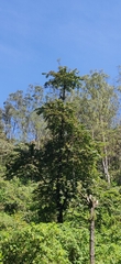 Duabanga grandiflora