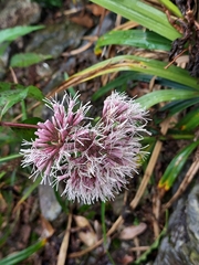 Eupatorium chinense tozanense