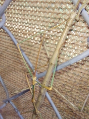 Diapheromera femorata