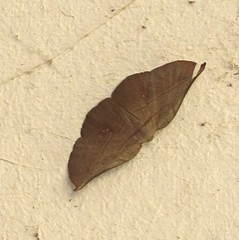 Xenomusa metallica