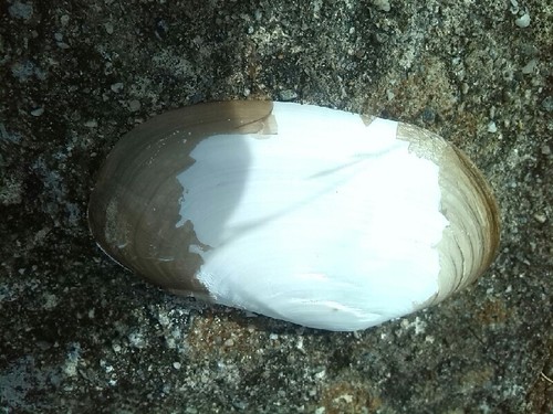 Lutraria lutraria