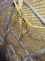 Diapheromera femorata