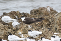 Onychoprion fuscatus