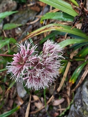 Eupatorium chinense tozanense