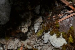 Cochlostoma septemspirale