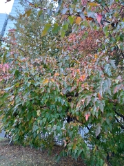 Acer tataricum