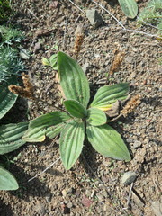 Plantago camtschatica