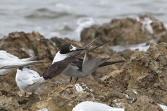 Onychoprion fuscatus