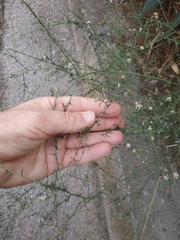 Lepidium graminifolium