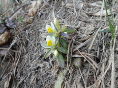 Polygaloides chamaebuxus