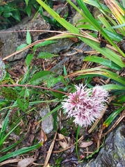 Eupatorium chinense tozanense
