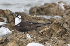 Onychoprion fuscatus