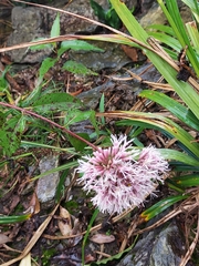 Eupatorium chinense tozanense