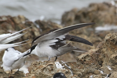 Onychoprion fuscatus