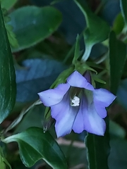 Tripterospermum lanceolatum