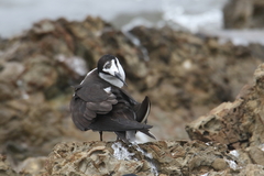 Onychoprion fuscatus