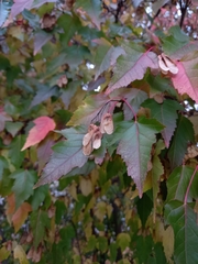 Acer tataricum