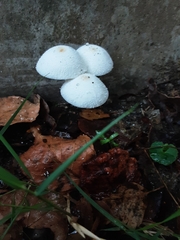 Leucocoprinus cepistipes