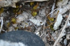 Cochlostoma septemspirale