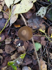Psathyrella longipes