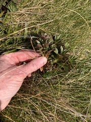Gentianella impressinervia