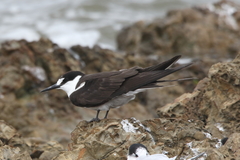 Onychoprion fuscatus