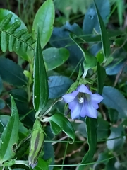 Tripterospermum lanceolatum