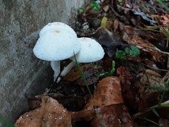 Leucocoprinus cepistipes