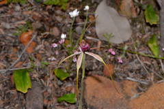 Caladenia lorea