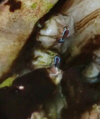 Balanomorpha