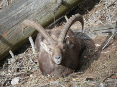 Capra ibex