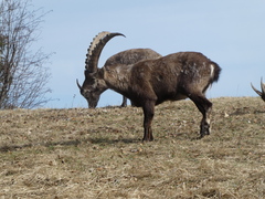 Capra ibex