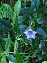 Tripterospermum lanceolatum