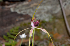 Caladenia lorea