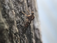 Sylvicola