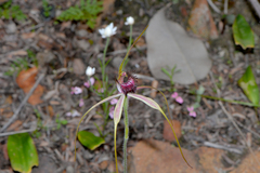 Caladenia lorea