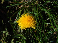 Taraxacum officinale