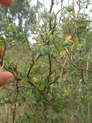 Hippocrepis emerus