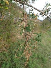 Hippocrepis emerus