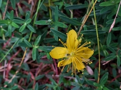 Hypericum nagasawae