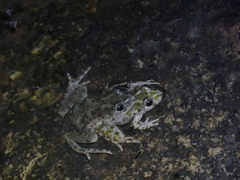 Pelodytes punctatus