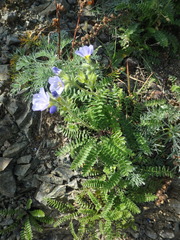 Polemonium boreale