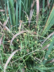 Alisma