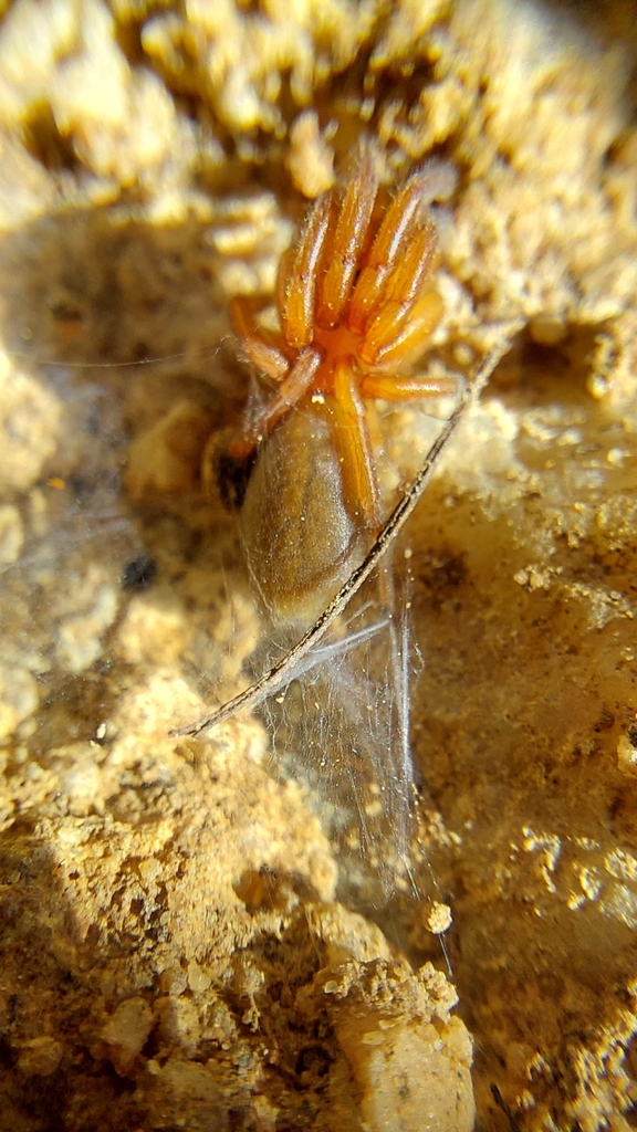 Eight-eyed Orange Lungless Spiders from Malmesbury, 7300, South Africa ...