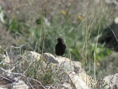 Oenanthe leucura