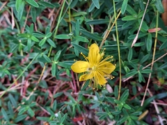 Hypericum nagasawae